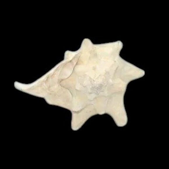 Vintage Bahama Conch Shell - Picture 8 of 9